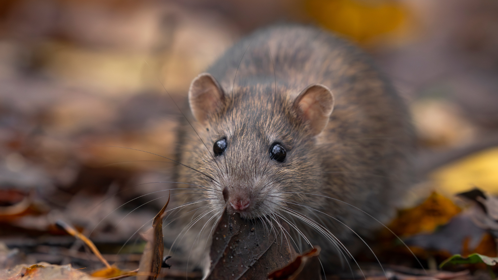 Signs of a Rat Infestation in Your Home or Business