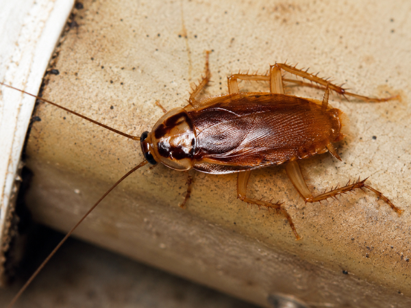 German Cockroach