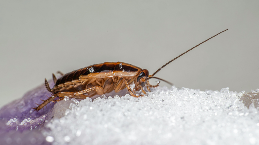 cockroach-infestation-warning-signs-singapore