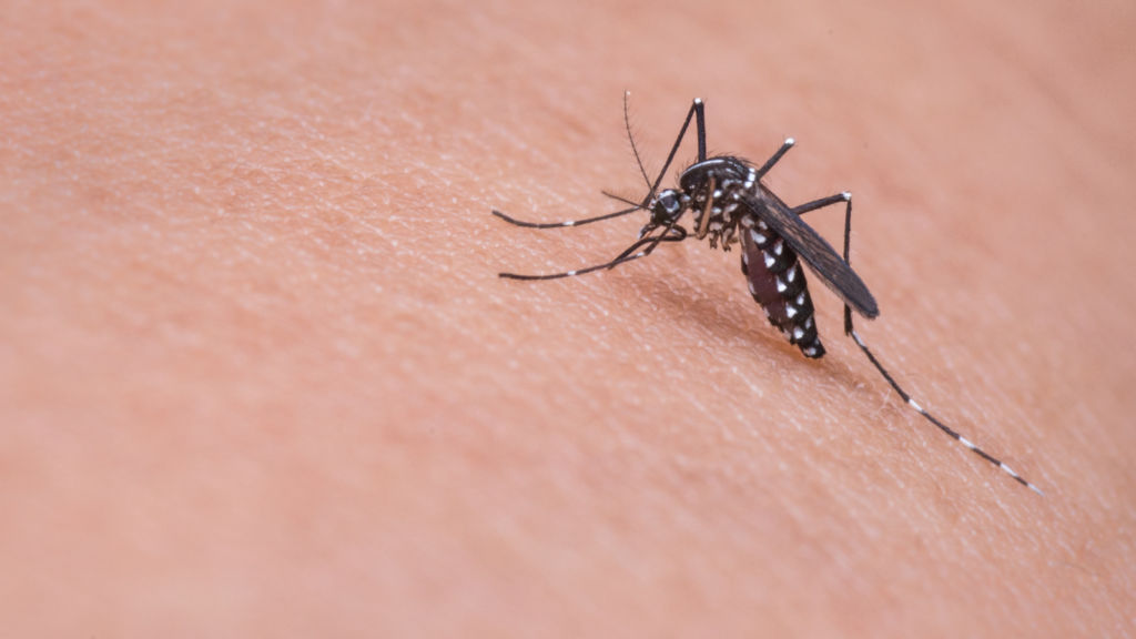 Mosquito Control Singapore: NEA-Approved Methods