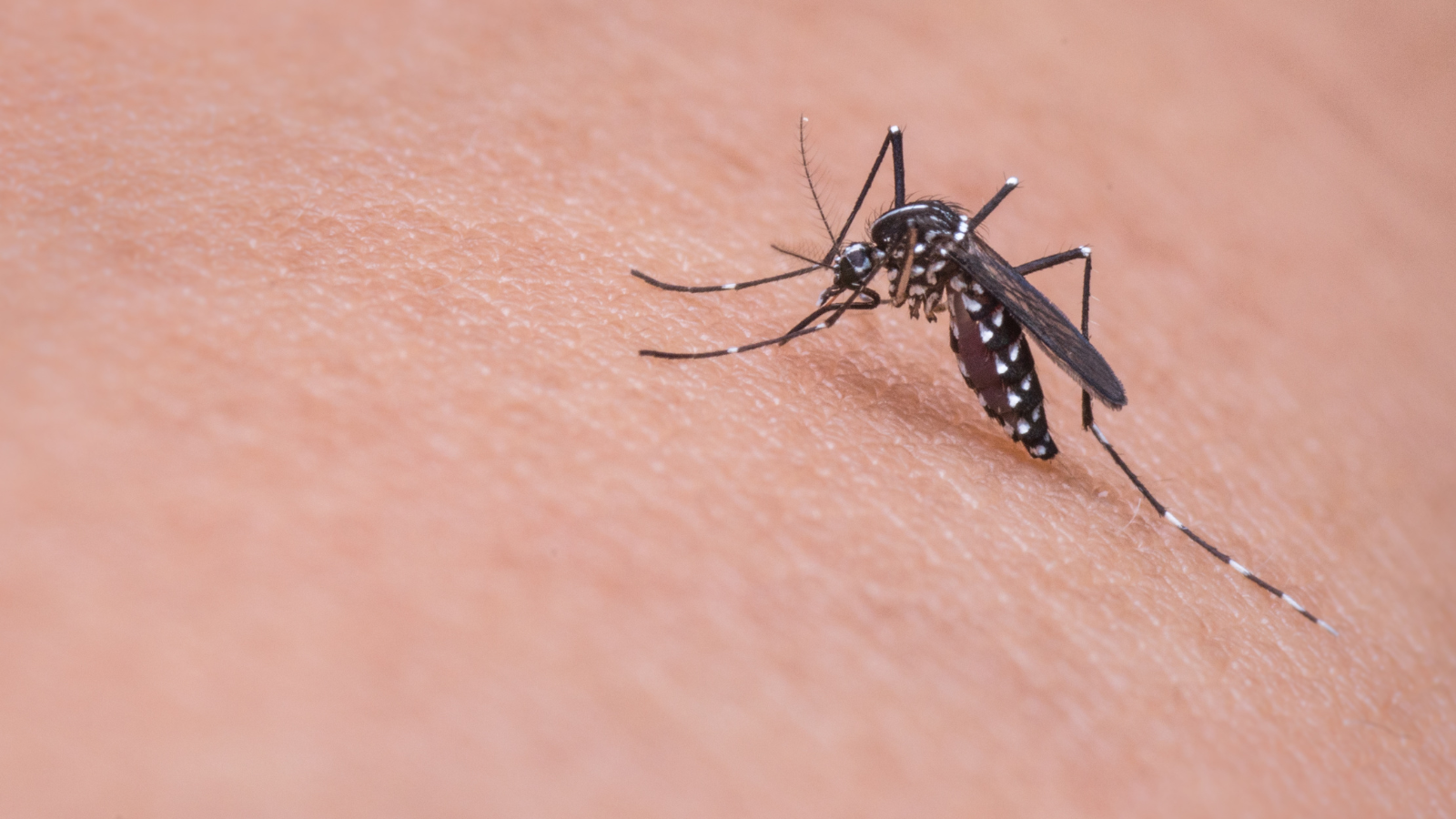 Mosquito Control Singapore: NEA-Approved Methods That Actually Work